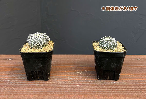 アストロフィツム：スーパー兜（かぶと）実生株　2.5号鉢植え
