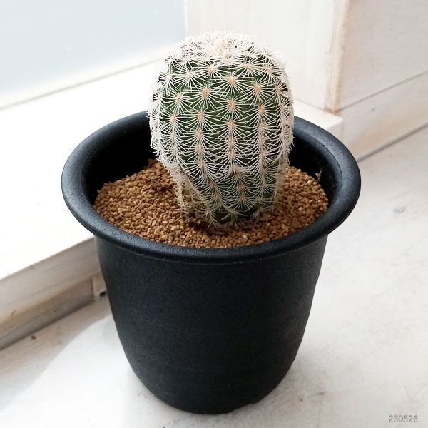 園芸ネット本店｜サボテン：エキノセレウス ベルクマニー 3号 の通販