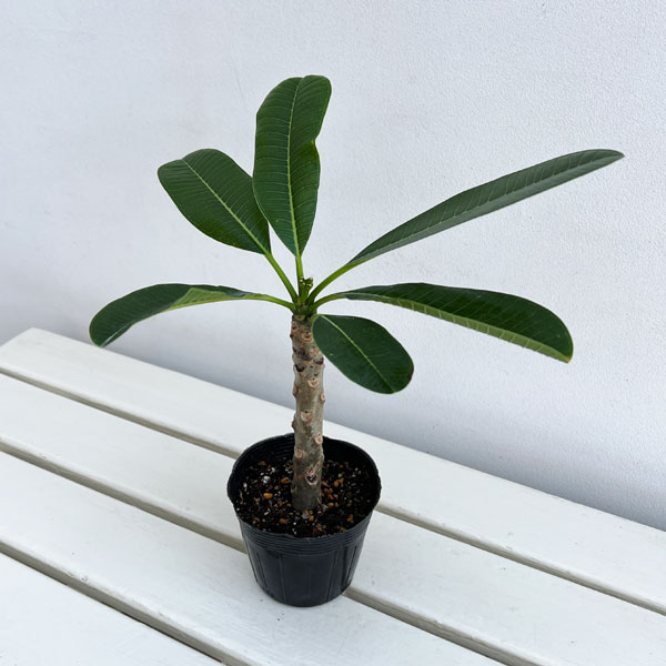シンガポールホワイト　接木　三叉　鉢底から95cm プルメリア 園芸ネット本店｜プルメリア：シンガポールホワイト 3.5号ポット の