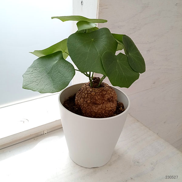 園芸ネット本店｜ステファニア：スベローサ 5号 23-07 の通販【公式】