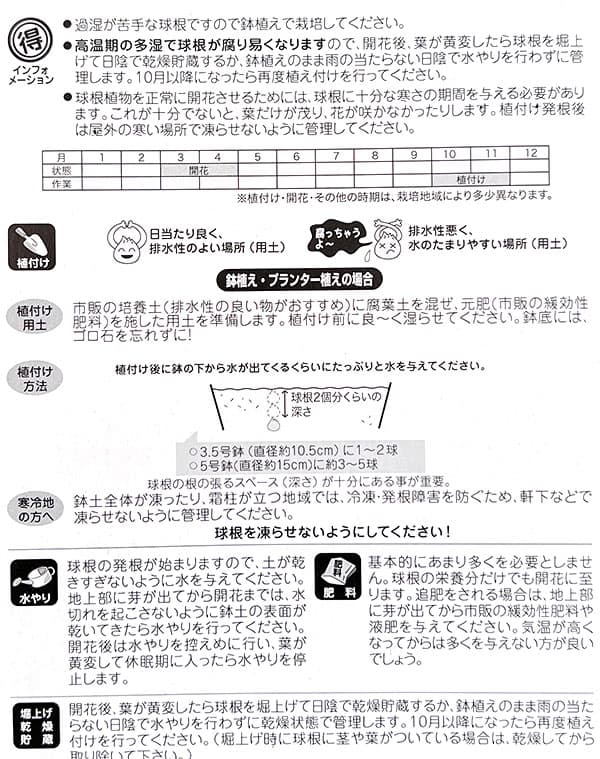 テコフィラエア：シアノクロッカス 1球入り