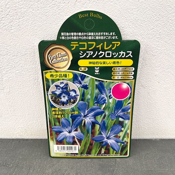 園芸ネット本店｜テコフィラエア：シアノクロッカス 1球入り の通販