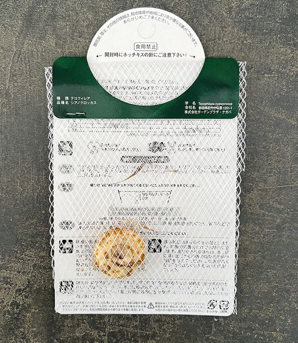 テコフィラエア：シアノクロッカス 1球入り