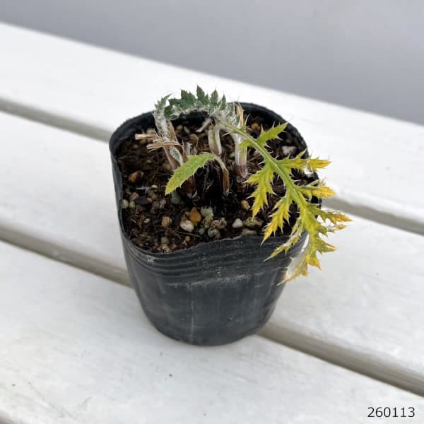 エキノプス（ルリタマアザミ）：リトロ　ルテニクス3号ポット 3株セット