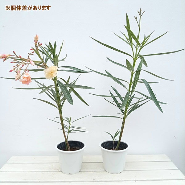キョウチクトウ(夾竹桃):サーモンピンク八重5号ポット
