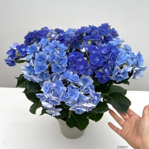 紫陽花☀︎フェアリーアイ☀︎さし穂♡ 紫陽花☀︎フェアリーアイ☀︎さし穂♡ 紫陽花☀︎フェアリーアイ