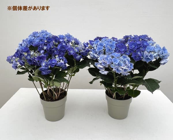 アジサイ：フェアリーアイ＆ラブ（ブルー）2色植え 5号鉢植え