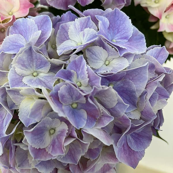 園芸ネット本店｜アジサイ：マジカルマーブル2色植え 5号鉢植え の通販
