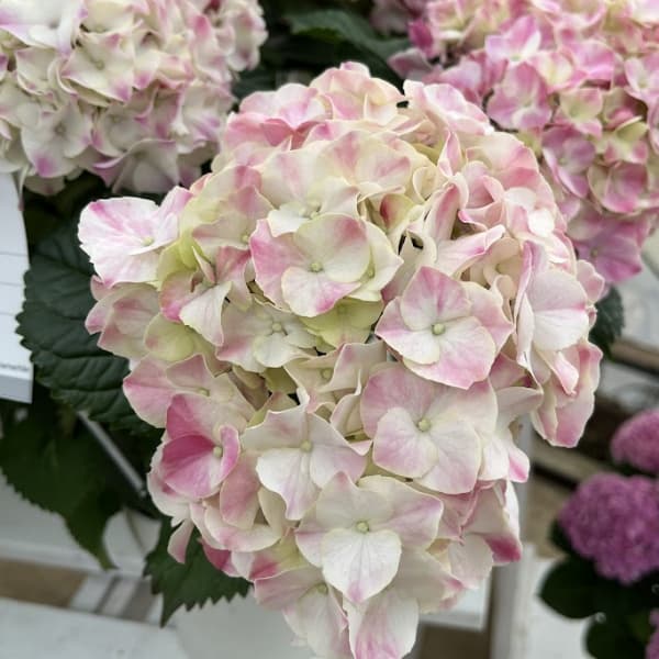 園芸ネット本店｜アジサイ：マジカルマーブル2色植え 5号鉢植え の通販