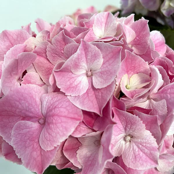 園芸ネット本店｜アジサイ：マジカルマーブル2色植え 5号鉢植え の通販