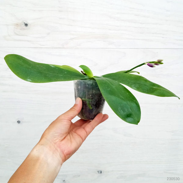 園芸ネット本店｜ファレノプシス：Speciosa 'Miki Purple' 2.5号 の