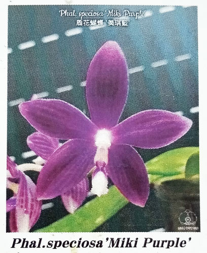園芸ネット本店｜ファレノプシス：Speciosa 'Miki Purple' 2.5号 の