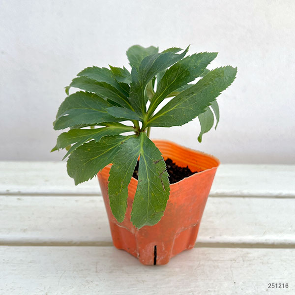 クリスマスローズ：*あんず小鞠3号ポット