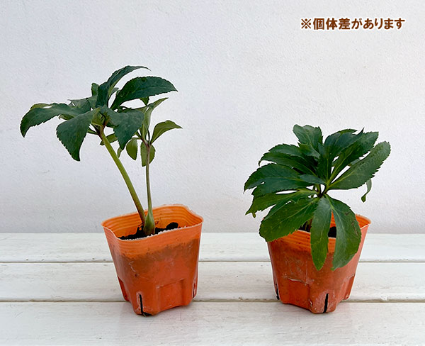 クリスマスローズ：*あんず小鞠3号ポット