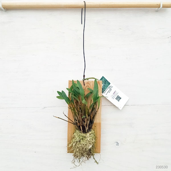 ディブロカウロビウム:テイブダ 板付け