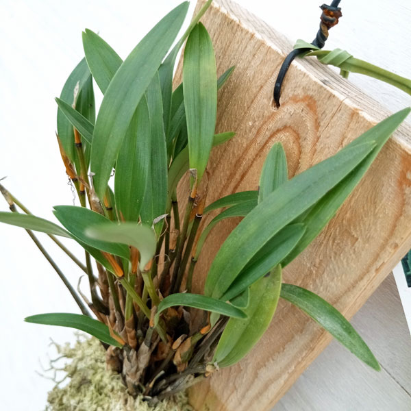 ディブロカウロビウム:テイブダ 板付け