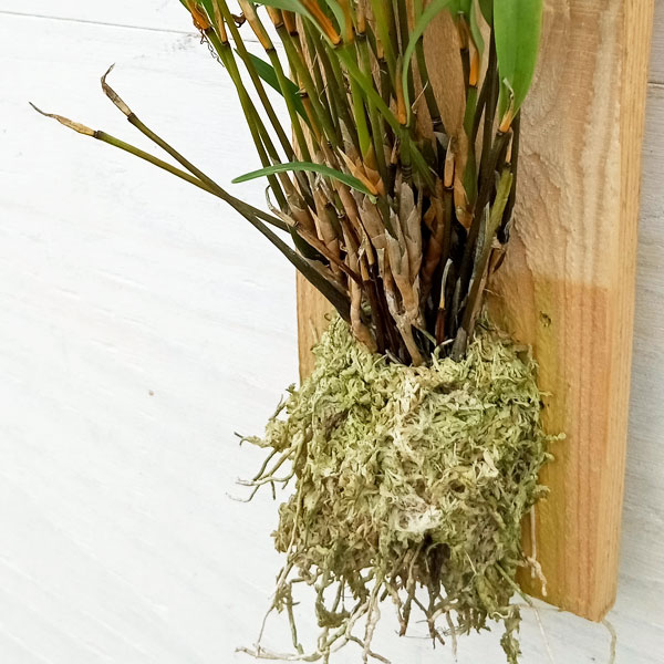 ディブロカウロビウム：テイブダ 板付け の通販 園芸ネット