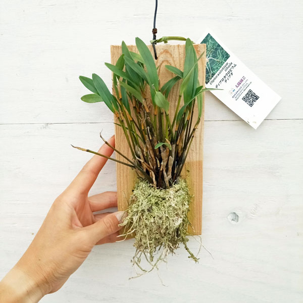 ディブロカウロビウム:テイブダ 板付け