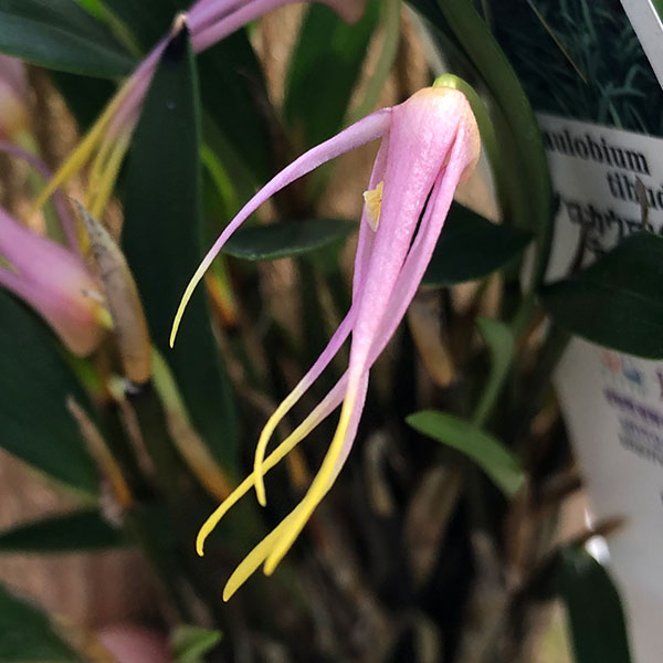 ディブロカウロビウム:テイブダ 板付け