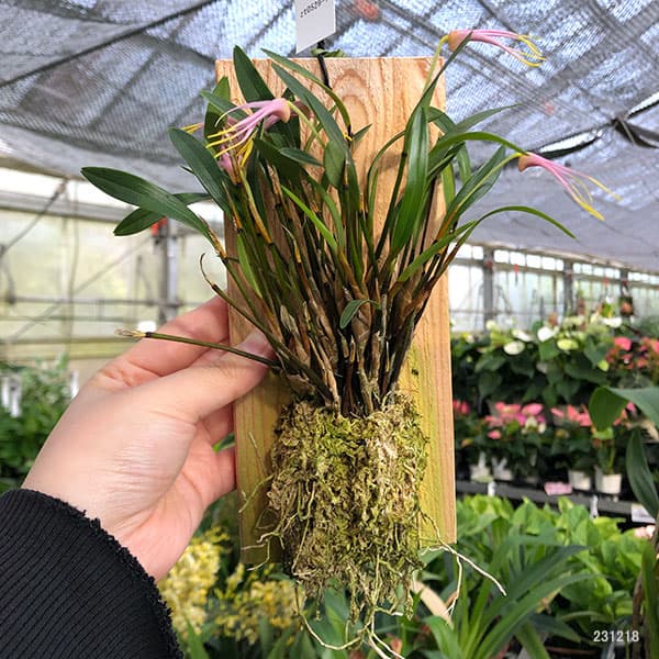 ディブロカウロビウム:テイブダ 板付け