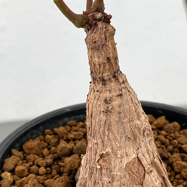 フィランサス：ミラビリス　3.5号鉢植え