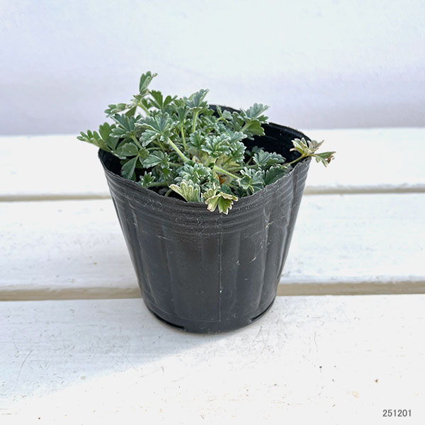 ポテンティラ：ポーフィランサ3号ポット