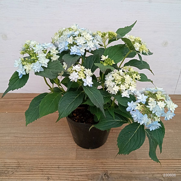 園芸ネット本店｜ヤマアジサイ：おりひめ 5号ポット の通販【公式】