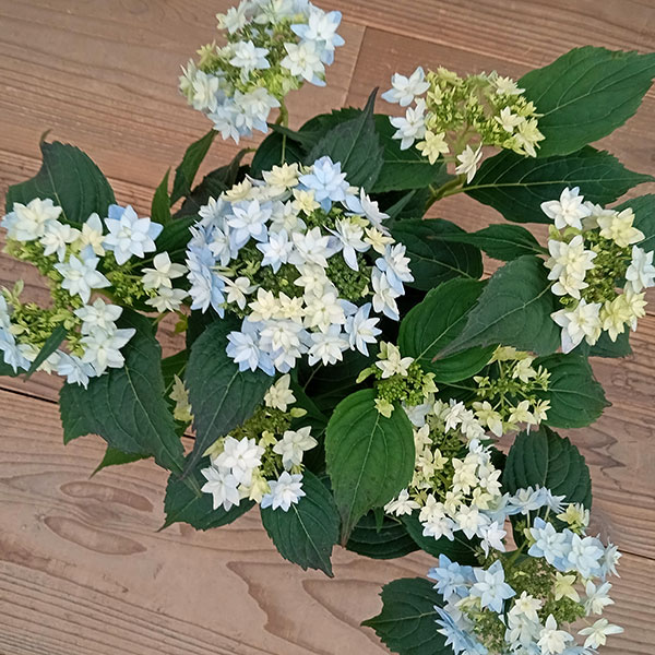 P⑧ヤマアジサイ「おりひめ」9cmポット ポットごと発送 P⑧