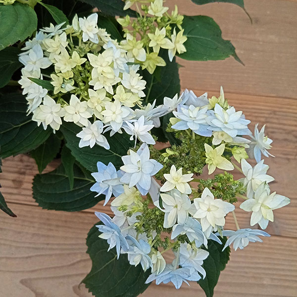 【花苗】ヤマアジサイ　おりひめ　大苗　6号　タグ付き　メルカリ便発送 花苗】ヤマアジサイ おりひめ 大苗 6号 タグ付き メルカリ便発送