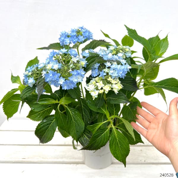 園芸ネット本店｜ヤマアジサイ：おりひめ 5号ポット の通販【公式】