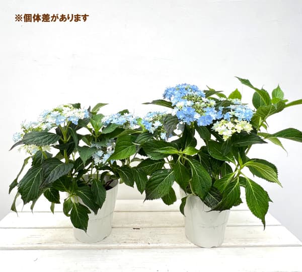 園芸ネット本店｜ヤマアジサイ：おりひめ 5号ポット の通販【公式】