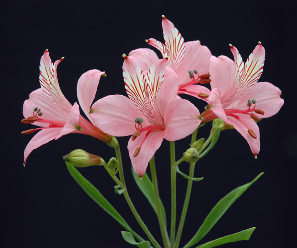 アルストロメリア:リグツリグツ1球