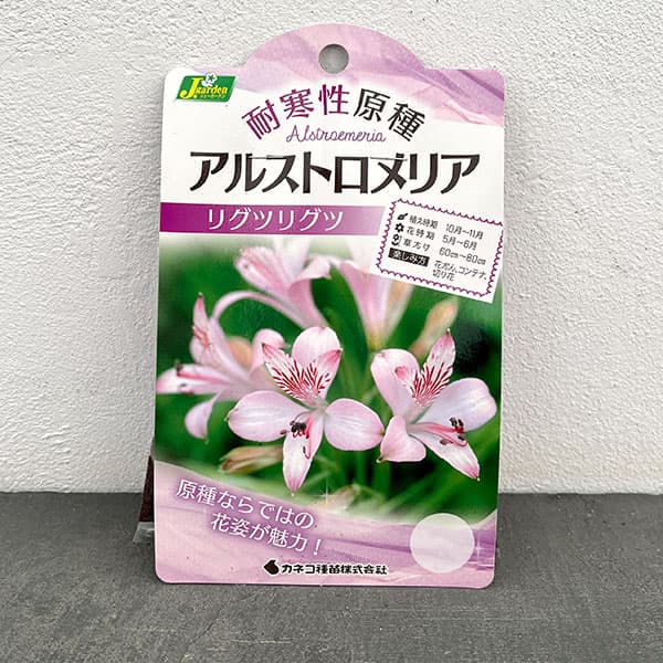 アルストロメリア：リグツリグツ1球