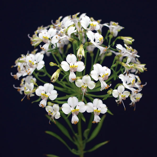 アルストロメリア：レボラータ1球