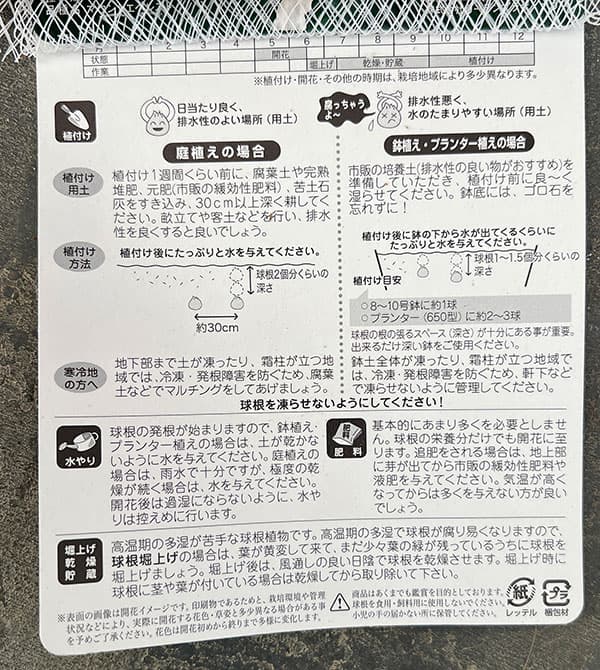 アリウム：マウントエベレスト1球入り