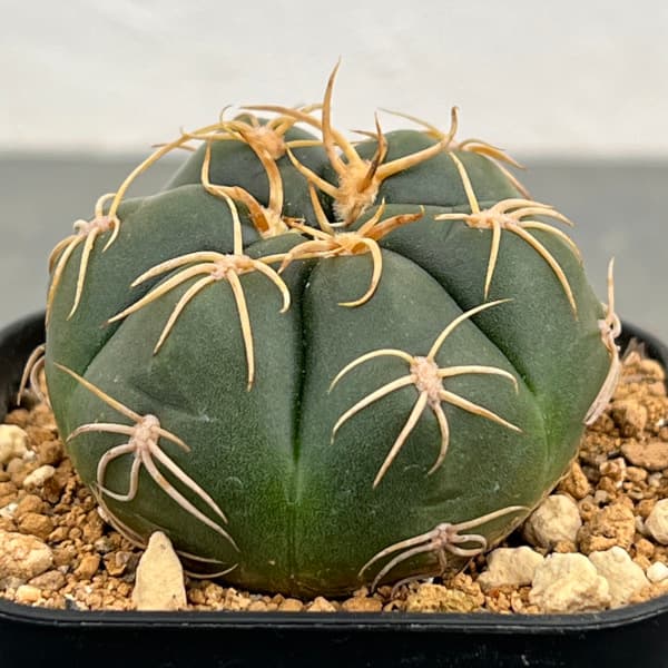 ギムノカリキウム:カイオウマル(海王丸)2.5号