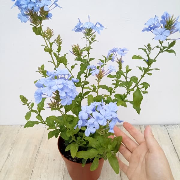 プルンバーゴ（ルリマツリ）：インペリアルブルー ボサ仕立て　5号鉢植え