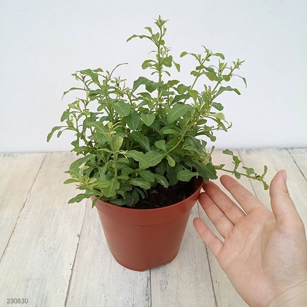 プルンバーゴ（ルリマツリ）：インペリアルブルー ボサ仕立て　5号鉢植え