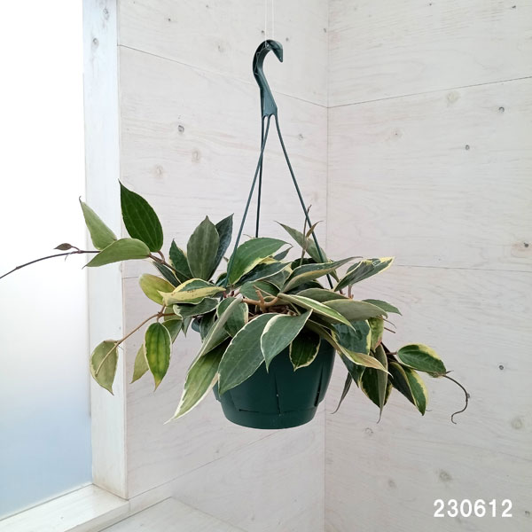 園芸ネット本店｜ホヤ：ゴールデンマージン 8号吊り鉢 の通販【公式】