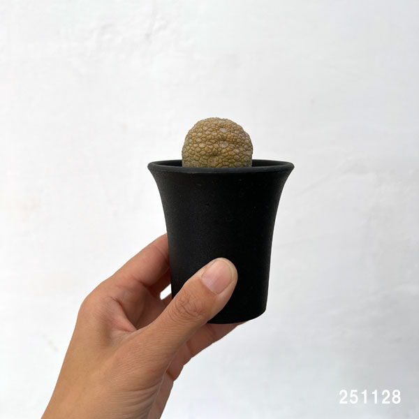 プセウドリトス:ミギウリティヌス2.5号鉢植え*