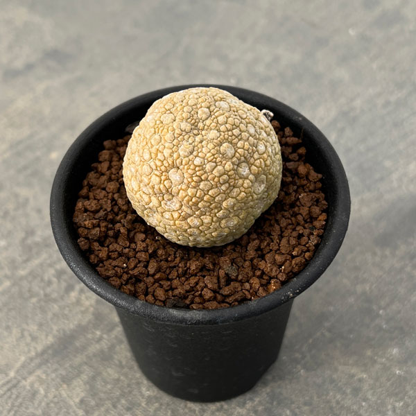 プセウドリトス:ミギウリティヌス2.5号鉢植え*