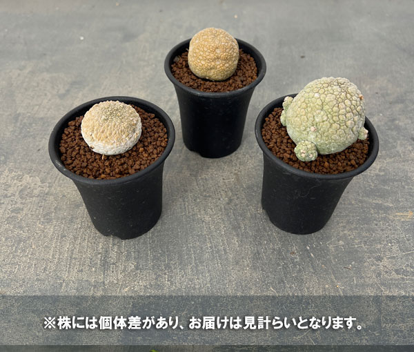 プセウドリトス:ミギウリティヌス2.5号鉢植え*