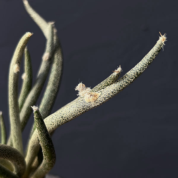 アストロフィツム:カプトメデューサ(接木)3号鉢植え