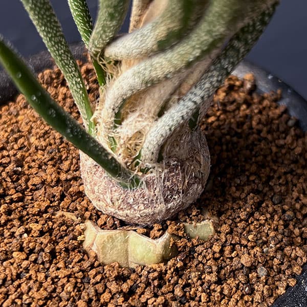 アストロフィツム:カプトメデューサ(接木)3号鉢植え