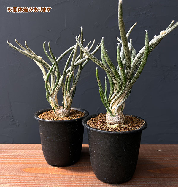 アストロフィツム:カプトメデューサ(接木)3号鉢植え