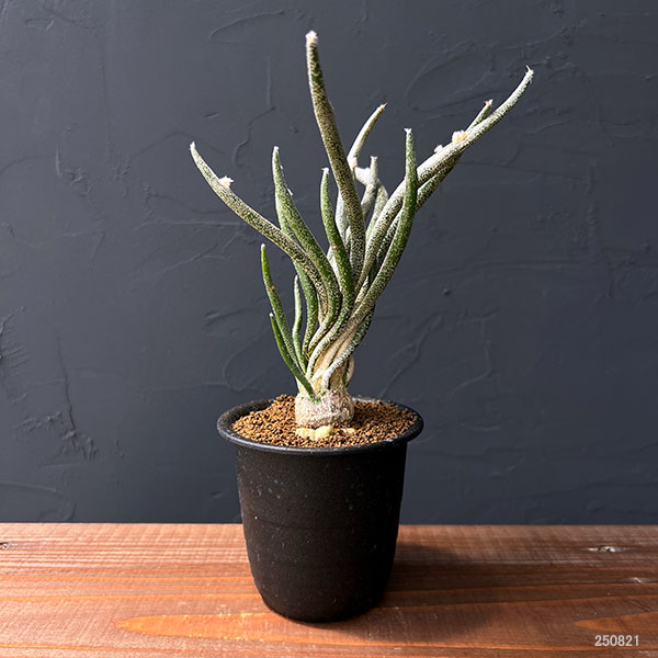 アストロフィツム:カプトメデューサ(接木)3号鉢植え