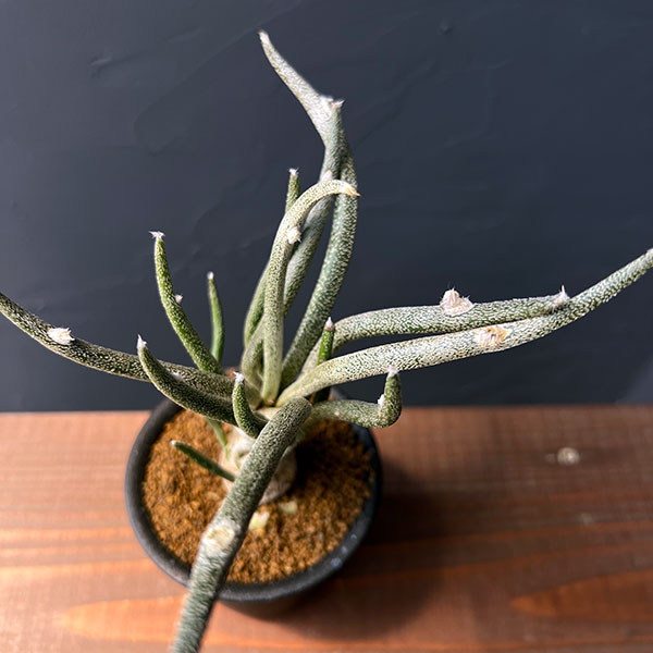 アストロフィツム:カプトメデューサ(接木)3号鉢植え