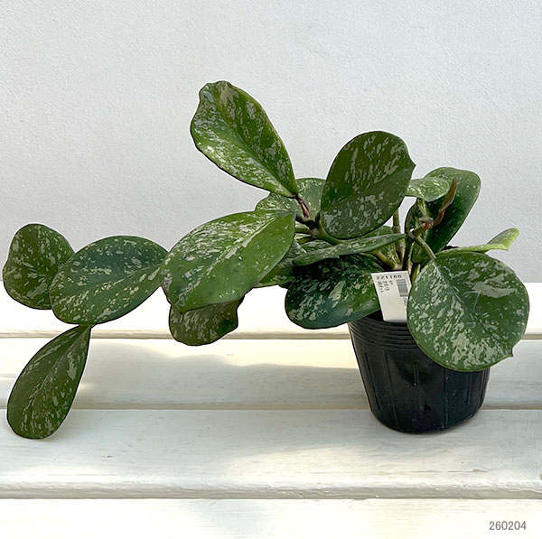 ホヤ：オボバタ　3.5号ポット