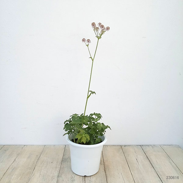 アストランティア：スターオブビューティー5号鉢植え