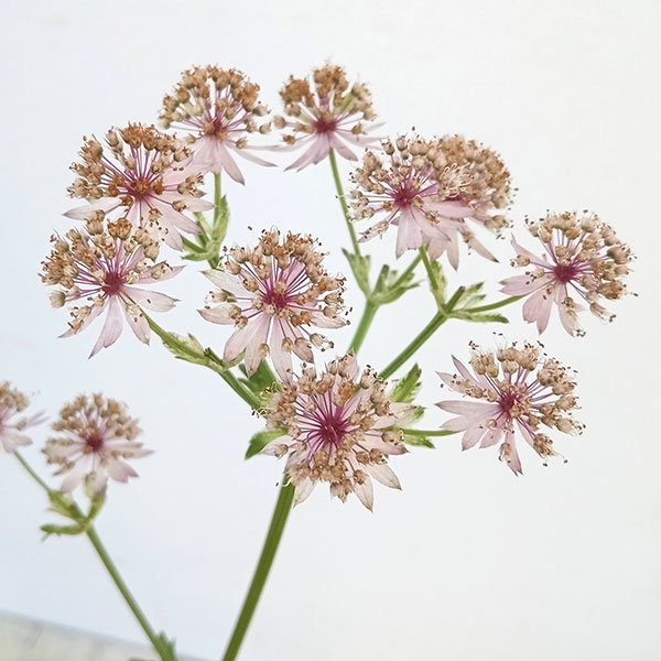 アストランティア：スターオブビューティー5号鉢植え